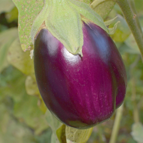 Albergínia (500gr)