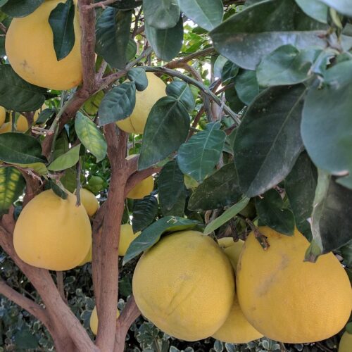 Aranja (500gr)