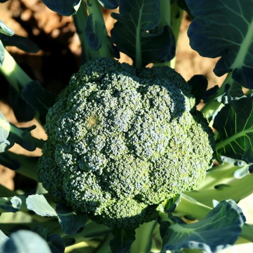 Bròcoli (600gr)