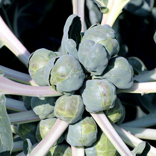 Col de Brussel·les (500gr)