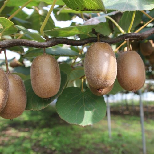 Kiwi (500gr)