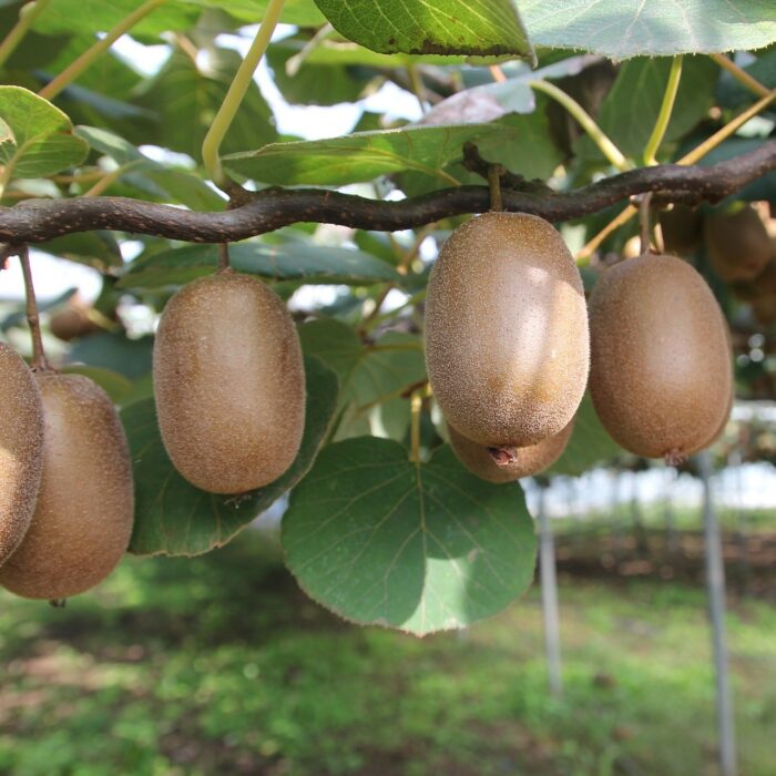 Kiwi (500gr)