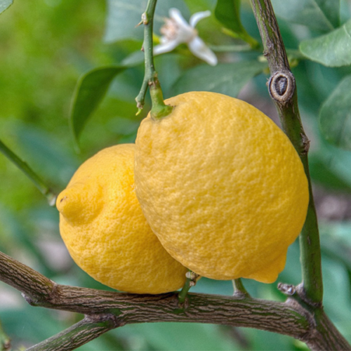 Llimona (500gr)