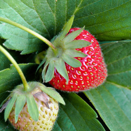 Maduixot (500gr)
