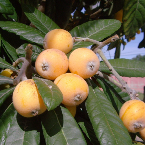 Nespre (500gr)