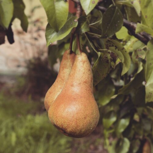 Pera (500gr)