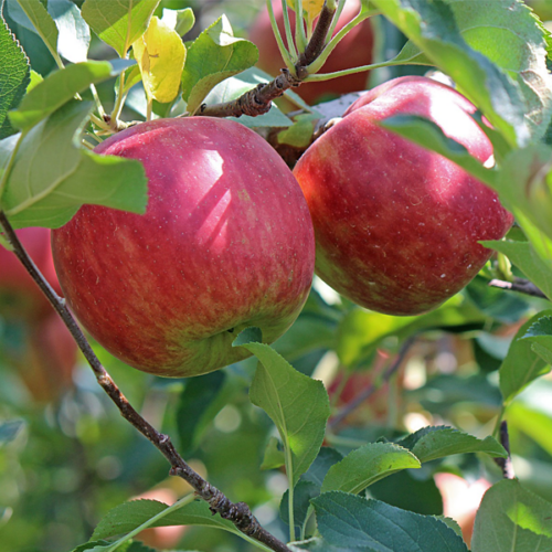 Poma (500gr)