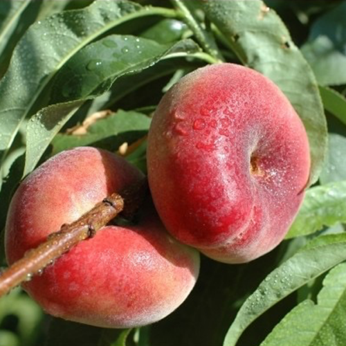 Préssec Xato (500gr)