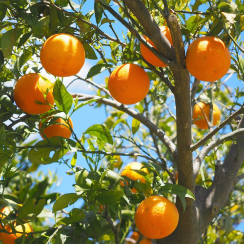 Taronja (500gr)