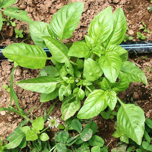Alfàbrega (mnt-100gr)