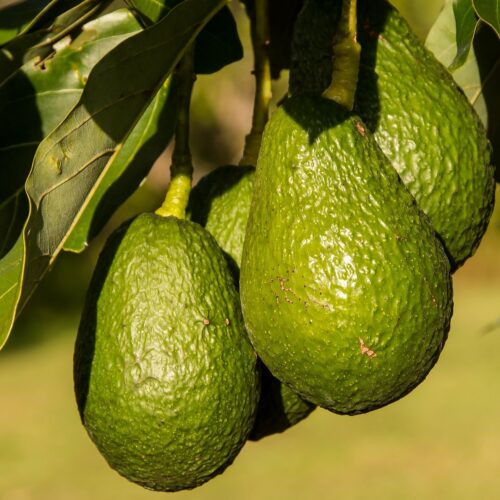 Alvocat (500gr)