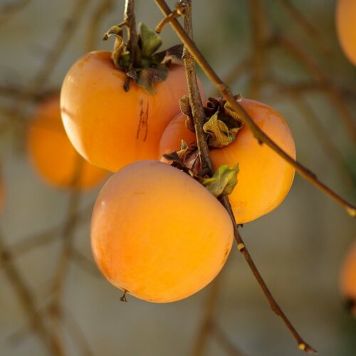 Caqui (500gr)