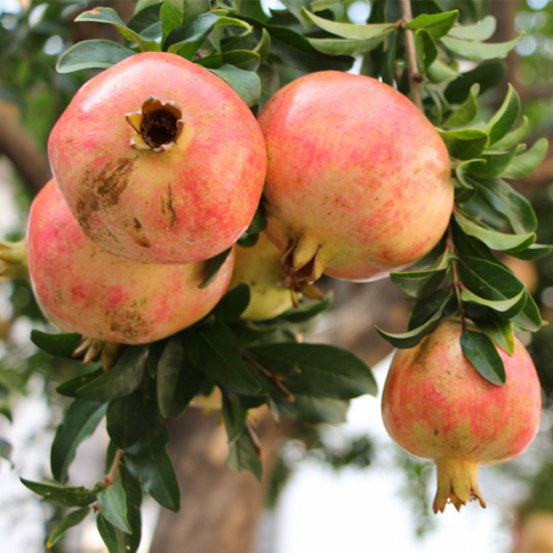 Magrana (500gr)