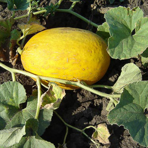 Melo (un - 3 kg aprox)