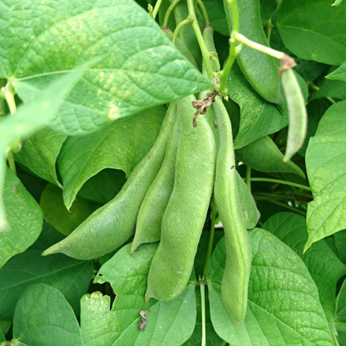 Mongeta tendra (500gr)
