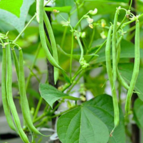 Mongeta rodona (500gr)
