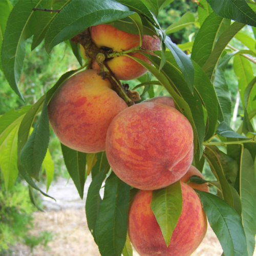 Préssec Roig (500gr)