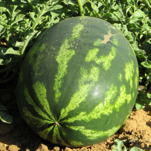 Sindria (2,5 kg aprox)
