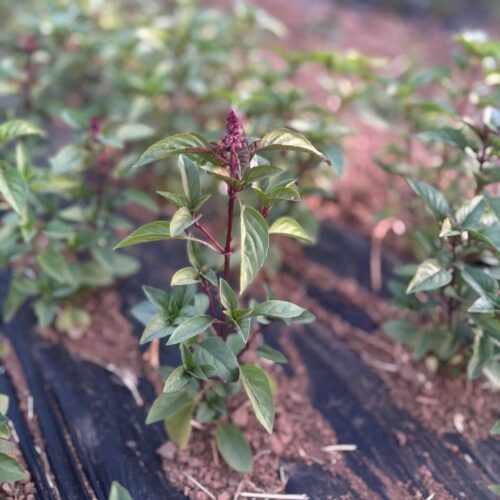 Alfàbrega Thai (mnt-100gr)